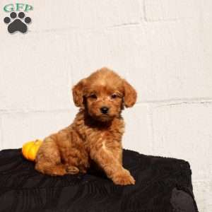 Vanya, Mini Goldendoodle Puppy